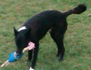 Border Collie Greatdogsite