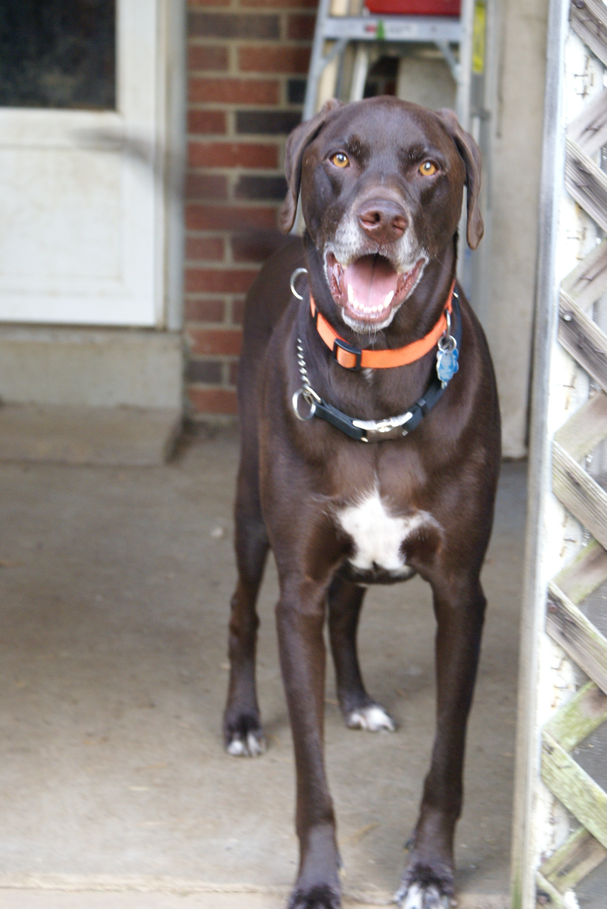 German Shorthaired Lab | GreatDogSite