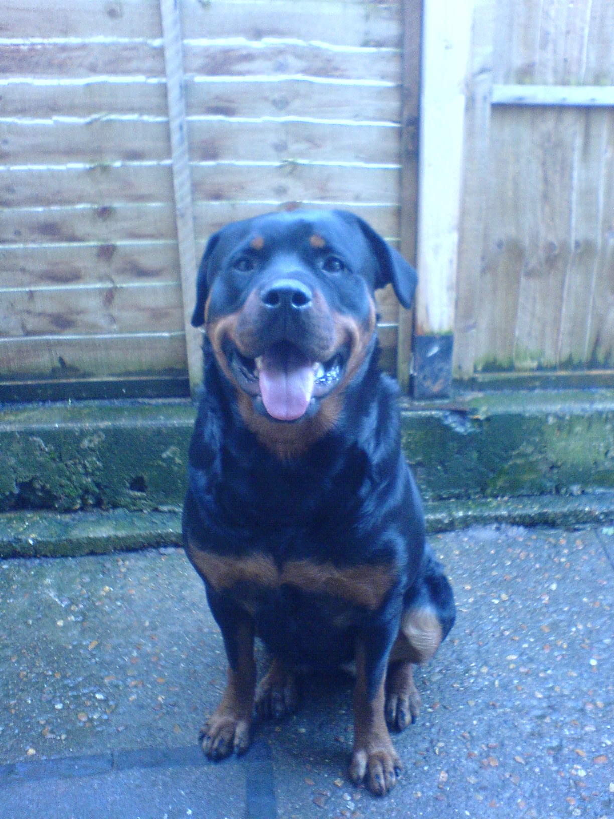 Roman Rottweiler | GreatDogSite